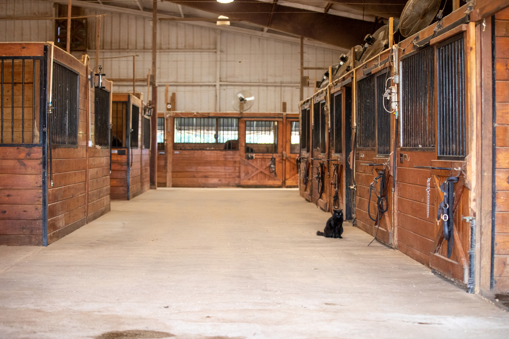 Large Stalls with Cedar Bedding