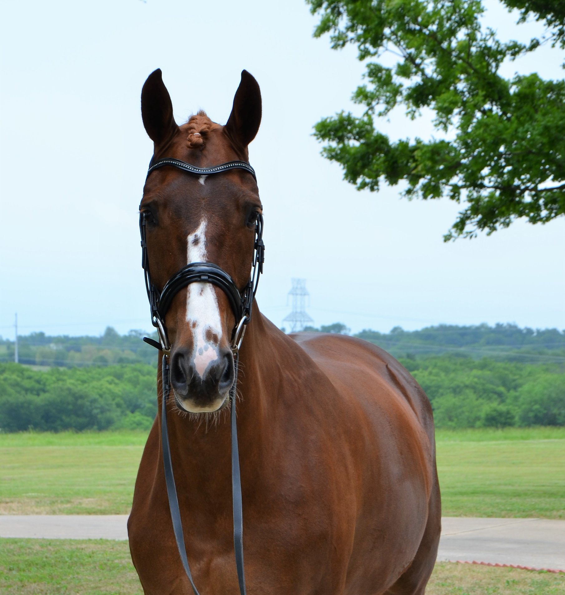 Sales horse photo
